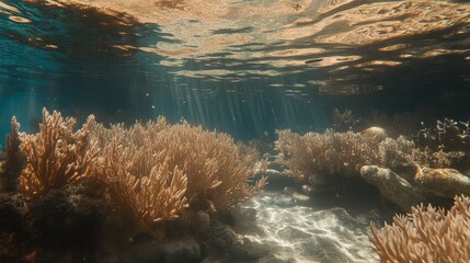Golden Coral Forest Illuminated by Dappled Sunlight Underwater