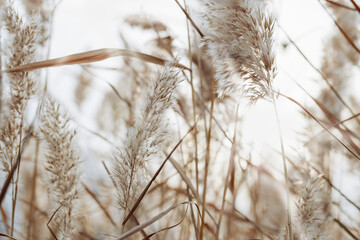 Fototapeta premium Autumn beige brown wild grass as Natural textured pattern with contour light, organic design background, soft focus, neutral color. Aesthetic nature scenery, minimal style autumn seasonal ornament