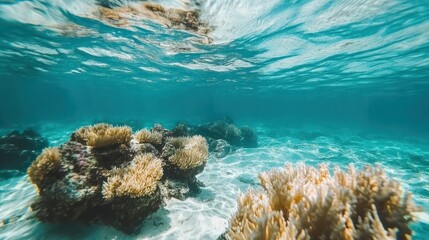 Bright Shallow Coral Reef Illuminated in Crystal-Clear Blue Water