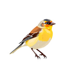 Fototapeta premium Yellow Brown Bird Illustration Vector Graphic