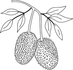 Hand-drawn black and white durian fruit with leaves illustration, perfect for botanical prints, tropical designs, and food-themed projects. Clean line art style with detailed texture.