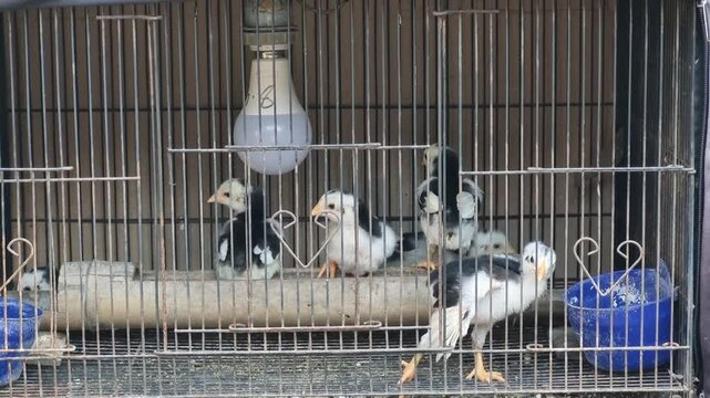A group of chicks in a cage with a wire cage and lamps for lighting