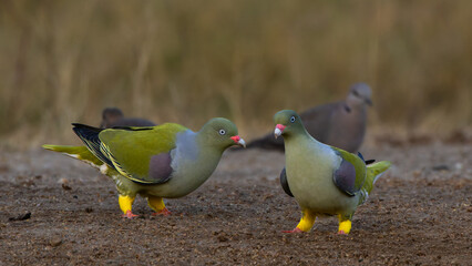 male and female African green pigeon.