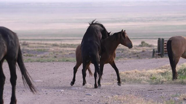 Wild horse trying to mate with another as he has no success in the Utah desert.