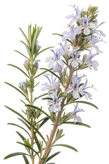 twig of rosemary
