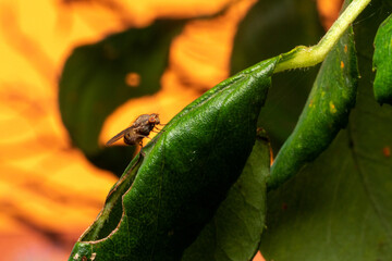 bug on leaf