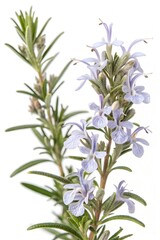 Fototapeta premium branch of rosemary