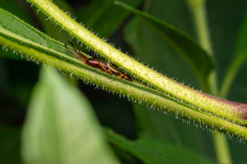 Earwig