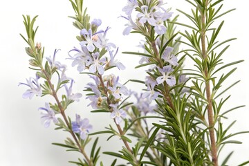 Fototapeta premium bunch of rosemary isolated on white