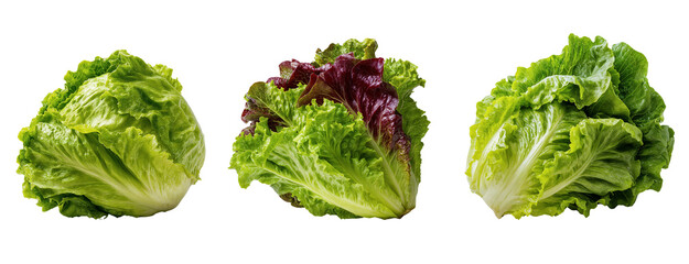 Three varieties of fresh lettuce heads, including green and red leaf types, isolated on transparent background. Concept of healthy food, salad, and organic produce