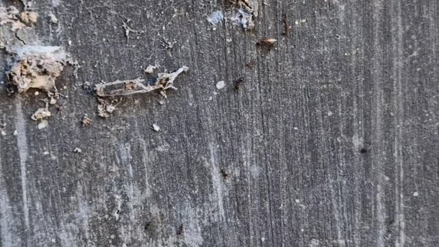 A group of black ants walking on the wall in the afternoon