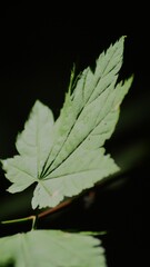 Leaf