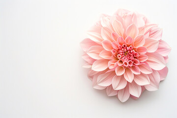 Single pink dahlia with gradient petals and leaf on a minimalist white background, radiating softness.