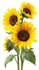 Obraz premium A bouquet of yellow sunflowers with green leaves