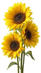 Obraz premium Three yellow sunflowers are in a vase