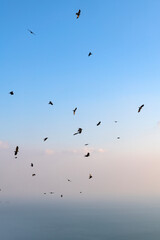 flying crows on the sea