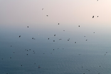 flying crows on the sea