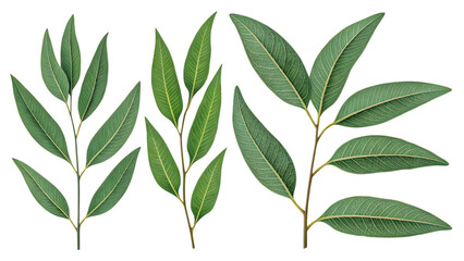 Green Eucalyptus Leaf Set transparent background