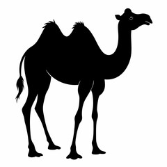 Camel silhouette on white background