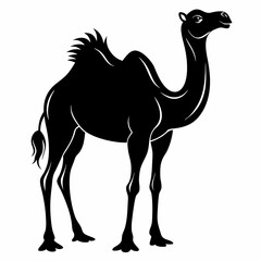 Camel silhouette on white background
