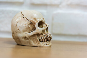 Human skull head on the neck of the spine isolated on a white background