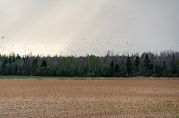 Flock of birds takes flight above a rural field near springtime forest edge. Birds in motion over...