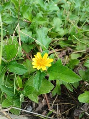 yellow flower in the garden