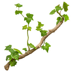 Obraz premium Lush green ivy branch against transparent background.