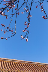 The apricot blossoms at the Shoukang Palace in the Forbidden City