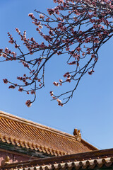 The apricot blossoms at the Shoukang Palace in the Forbidden City