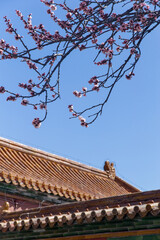 The apricot blossoms at the Shoukang Palace in the Forbidden City