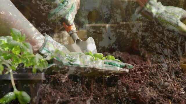Gardening partners lifting seedling and scooping potting mix with trowel for planting in pot