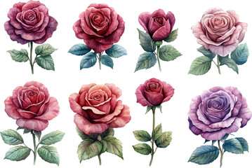 set of roses vector