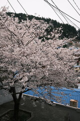 Cherry Blossom in Busan, South Korea