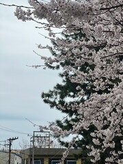 Cherry Blossom in Busan, South Korea