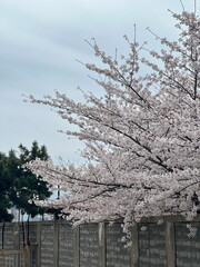 Cherry Blossom in Busan, South Korea