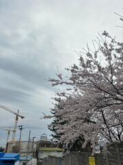 Cherry Blossom in Busan, South Korea