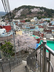 Cherry Blossom in Busan, South Korea