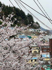 Cherry Blossom in Busan, South Korea