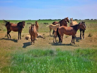 herd of horses
