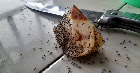 a rotten pear, knife in the ground and ants
