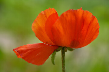 red poppy flower in green grass