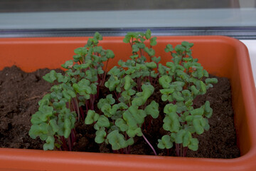 Young green microgreens growing in a seedling tray on a windowsill
