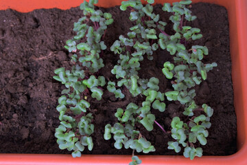 microgreens growing in a seedling tray on a windowsill close-up