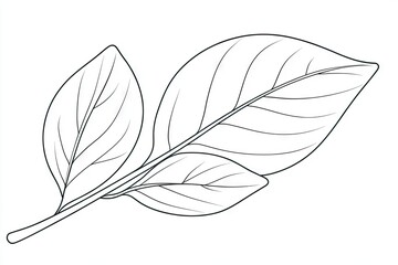Detailed line drawing of two leaves on a stem.