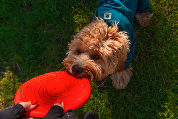 Curly brown dog plays frisbee on the lawn