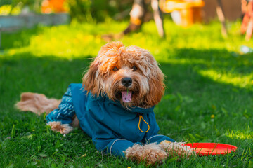 Curly brown dog plays frisbee on the lawn