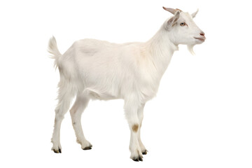 Obraz premium Goat on transparent background