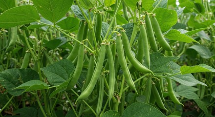 Close-up view of fresh green bean plants with pods growing in a garden environment