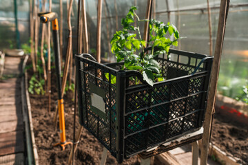 Seedlings are being prepared for planting in the greenhouse, spring planting